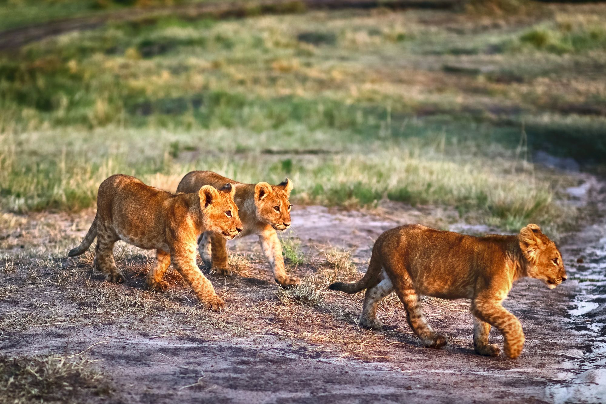 Three lion cubs walking together